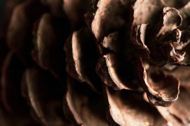 çam kozalağı siyah arka plan üzerine