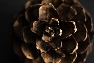 çam kozalağı siyah arka plan üzerine