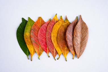 Mevsimsel geçişler sırasında yaprakların renkleri