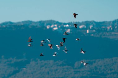 Pigeons of various colors flying in a group clipart