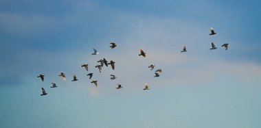 Çeşitli renklerde güvercinler bir grupta uçuyor