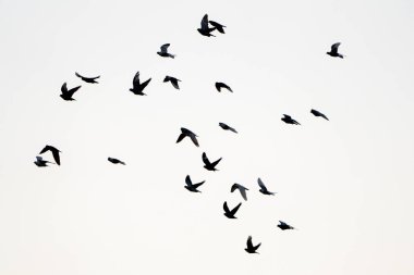 Silhouettes of a group of domesticated pigeons in flight clipart