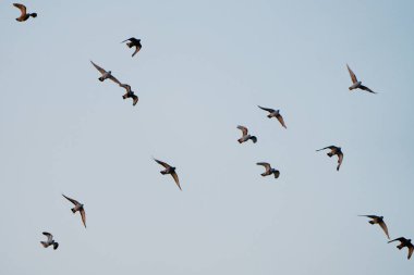 Uçan bir grup evcil güvercinin siluetleri.