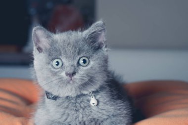 Şirin İngiliz kısa hava kedisi