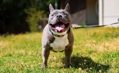 Genç Amerikalı zorba köpek çimlerin üzerinde