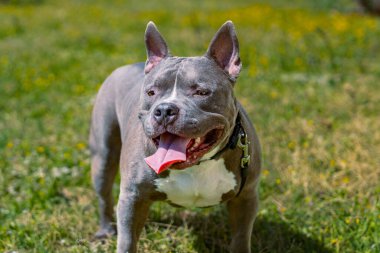 Genç Amerikalı zorba köpek çimlerin üzerinde