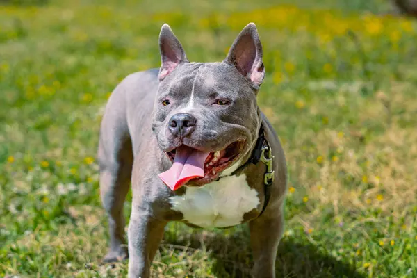 Genç Amerikalı zorba köpek çimlerin üzerinde