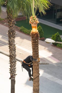 İşçi palmiye ağacını budamak için ağaca tırmanıyor.