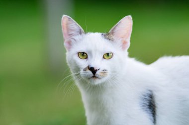 İnsanlardan yemek bekleyen sokak kedisi. Evsiz kedi..