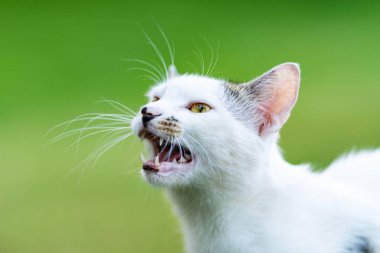 İnsanlardan yemek bekleyen sokak kedisi. Evsiz kedi..