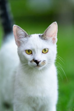 İnsanlardan yemek bekleyen sokak kedisi. Evsiz kedi..
