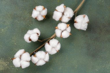 Eski yeşil arka planda kurumuş pamuk çiçeği