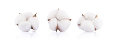  Beyaz arkaplanda kurumuş pamuk çiçekleri