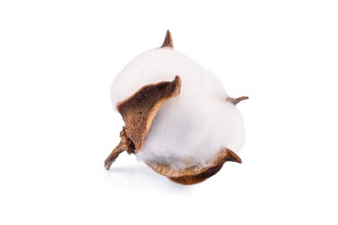  Beyaz arkaplanda kuru pamuk çiçeği