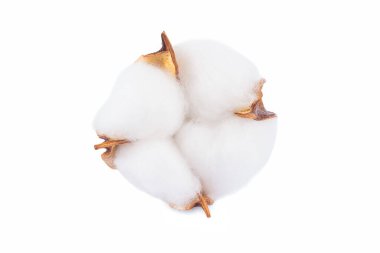  Beyaz arkaplanda kuru pamuk çiçeği