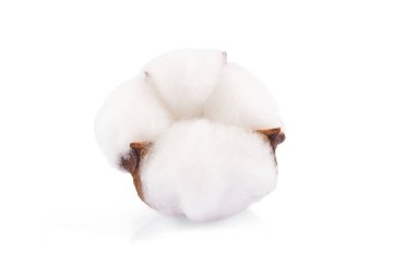  Beyaz arkaplanda kuru pamuk çiçeği