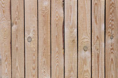 Ekinezya purpurea çiçeği bahçede. Ekinezya çiçeğinin üzerindeki renkli tropikal kelebek. Koni Çiçeği