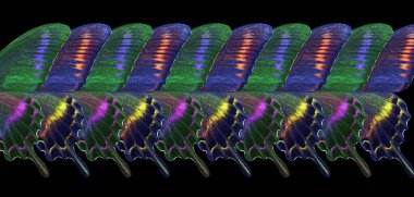 Tropikal kırlangıç sineklerinin renkli kanatları. Kelebek kanatlarının soyut deseni.