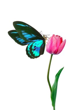 Ukrayna bayrağının arka planında sarı-mavi morpho kelebeği. Özgür Ukrayna 'nın parlak sembolü.