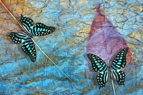 Φωτεινό Μπλε Κηλίδες Τροπικές Πεταλούδες Στο Φόντο Των Σκελετωμένων Φύλλων — Φωτογραφία Αρχείου