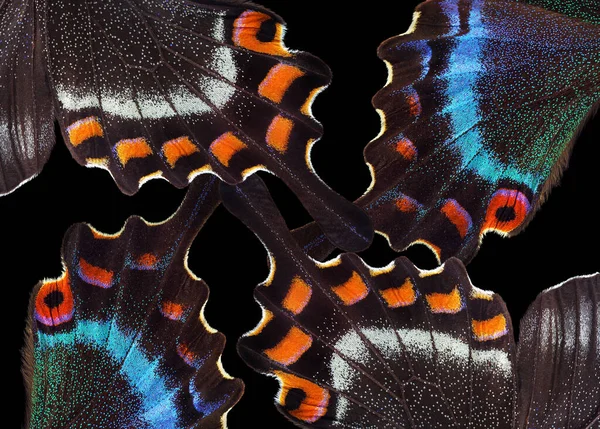Abstract Patroon Van Heldere Tropische Vlinders Vleugels Zwaluwstaart Vlinder Vleugels — Stockfoto