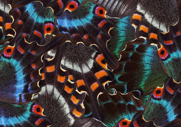 Abstract Patroon Van Heldere Tropische Vlinders Vleugels — Stockfoto