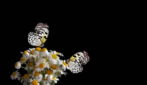 Ekinezya Purpurea Çiçeği Bahçede Ekinezya Çiçeğinin Üzerindeki Renkli Tropikal Kelebek — Stok fotoğraf