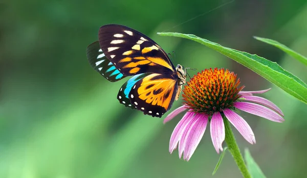 Квітка Пурпурової Ехінацеї Саду Барвистий Тропічний Метелик Квітках Ехінацеї Конопля — стокове фото