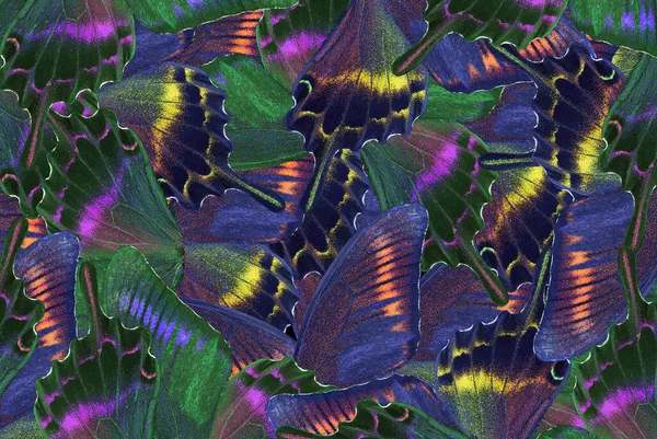 Coloridas Alas Mariposas Cola Golondrina Tropical Patrón Abstracto Alas Mariposa —  Fotos de Stock