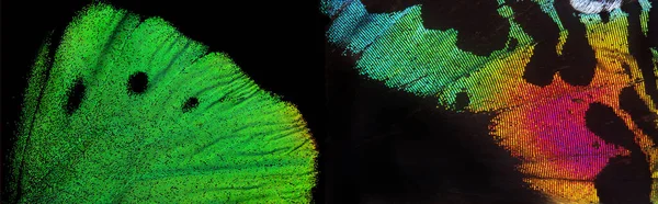 Φυσικό Πολύχρωμο Φόντο Φτερά Από Τροπική Υφή Πεταλούδας Φόντο — Φωτογραφία Αρχείου