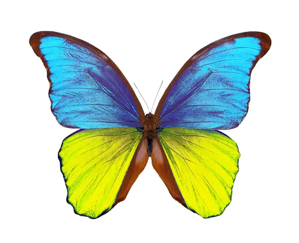 우크라이나 바탕에 나비가 나비는 우크라 이나의 국색을 우크라이나 부활을 상징한다 — 스톡 사진