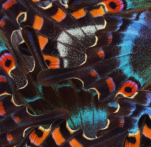 Abstract Patroon Van Heldere Tropische Vlinders Vleugels Zwaluwstaart Vlinder Vleugels Stockafbeelding