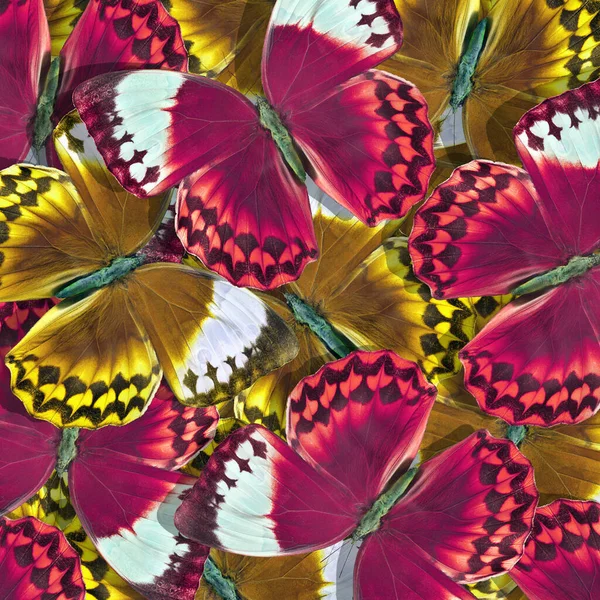赤と茶色の形態蝶のパターン 明るい蝶の質感の背景 — ストック写真