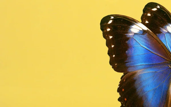 Flügel Eines Leuchtend Blauen Tropischen Morpho Schmetterlings Auf Gelb Gelbes — Stockfoto