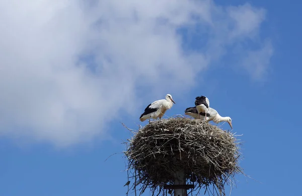 在蓝天和云彩的映衬下筑巢的小鹤 复制空间 — 图库照片