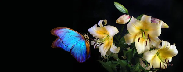 Parlak Mavi Morpho Kelebeği Renkli Beyaz Zambak Siyah Üzerinde Izole — Stok fotoğraf