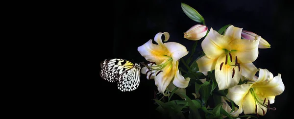 Helles Reispapier Schmetterling Auf Bunten Weißen Lilie Isoliert Auf Schwarz — Stockfoto