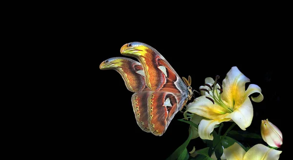 Tropik Kelebek Atlas Attacus Siyah Üzerine Izole Edilmiş Beyaz Zambak — Stok fotoğraf