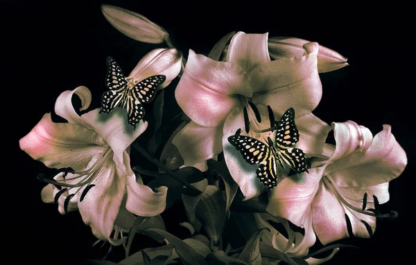 Tropische Vlinders Lelie Bloemen Geïsoleerd Zwart Stockafbeelding