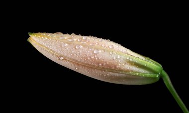 Yağmurdan sonra siyaha düşen nilüfer tomurcuğu. bej zambak çiçeği yakın plan