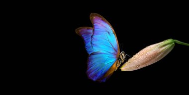 Parlak mavi morpho kelebeği, siyaha yağan yağmurdan sonra su damlalarında narin zambak tomurcuğunun üzerinde. bej zambak çiçeği yakın plan