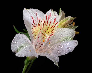 Frezya. Sudaki beyaz frezya çiçeği siyahın üzerine düşer. Kapat..