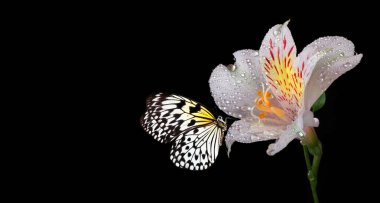 Sudaki beyaz frezya çiçeğinin üzerindeki parlak tropikal pirinç kağıdı kelebeği siyah üzerine düşer. Boşluğu kopyala