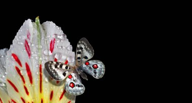 Sarı zambak çiçeğinin üzerindeki parlak Apollo kelebeği yağmurdan sonra suya düşer. Boşluğu kopyala