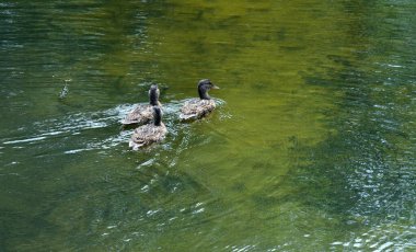 gölet üzerinde yaban ördekleri