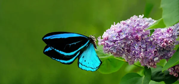 Papillon Tropical Bleu Coloré Assis Sur Une Fleur Lilas — Photo