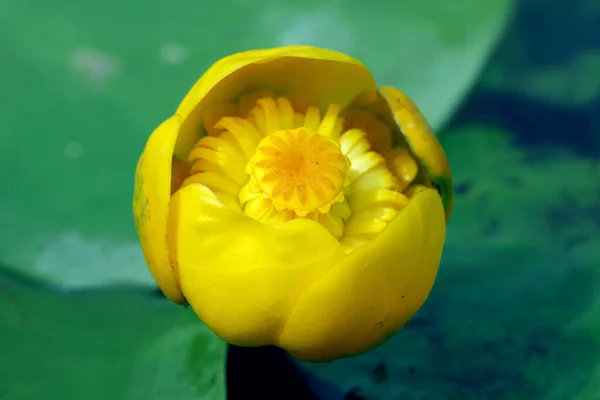 Жовта Водяна Лілія Бренді Пляшка Крупним Планом — стокове фото