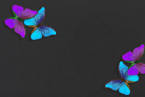 Heldere Kleurrijke Morpho Vlinders Zwart Papier Achtergrond Stockfoto