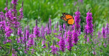 Çayırdaki mor çiçeklerin üzerindeki parlak kral kelebeği.