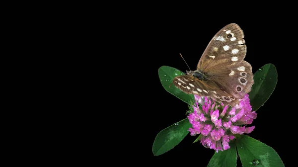 Pararge Ägeria Gesprenkeltes Holz Schmetterling Auf Einer Kleeblume Wassertropfen Isoliert — Stockfoto